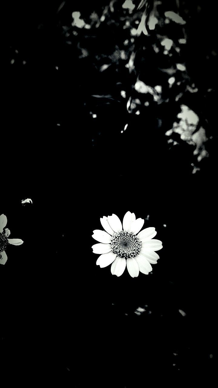 CLOSE-UP OF WHITE FLOWERS