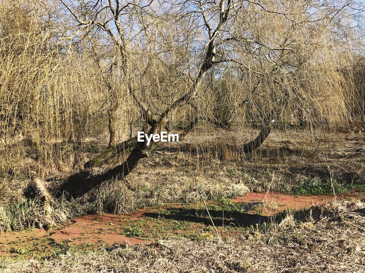 VIEW OF BARE TREES IN FOREST