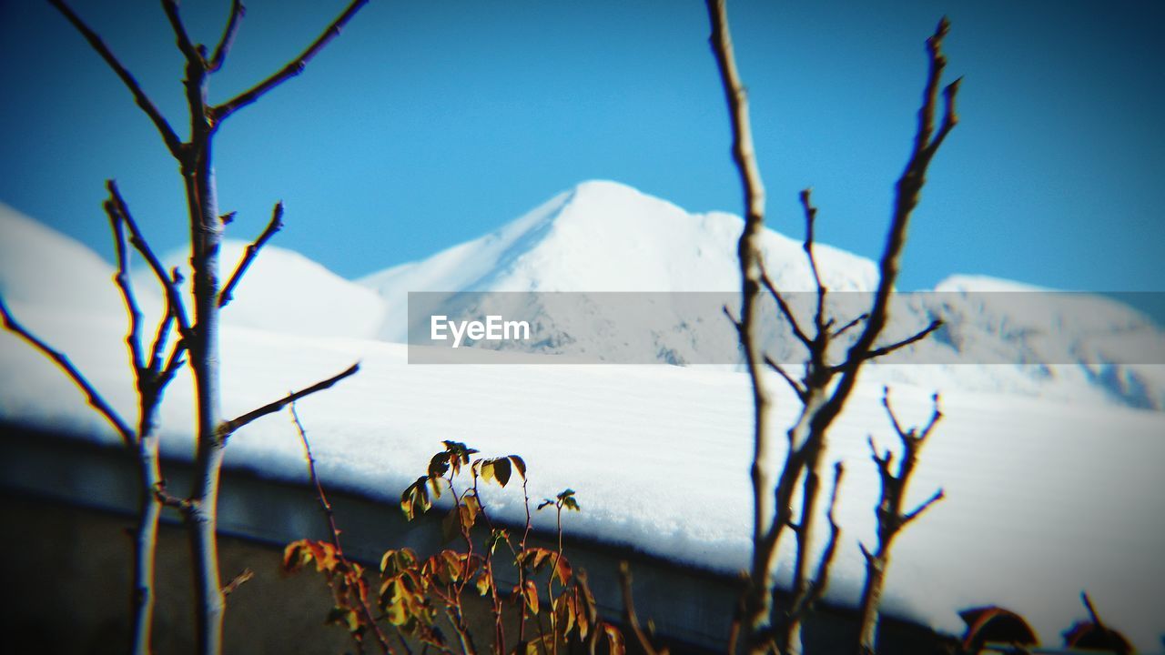 CLOSE-UP OF SNOW COVERED TREE AGAINST MOUNTAIN