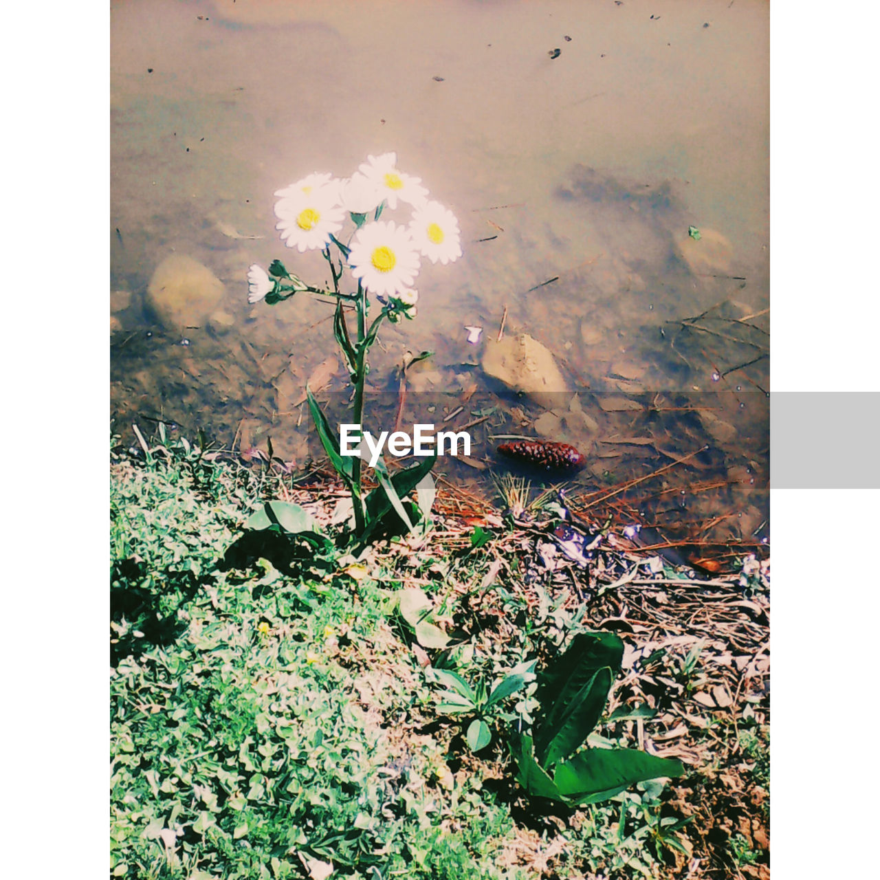 CLOSE-UP OF FLOWERS IN GRASS