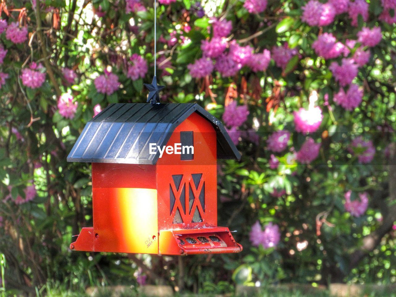 CLOSE-UP OF RED FLOWERING PLANT HANGING ON TREE