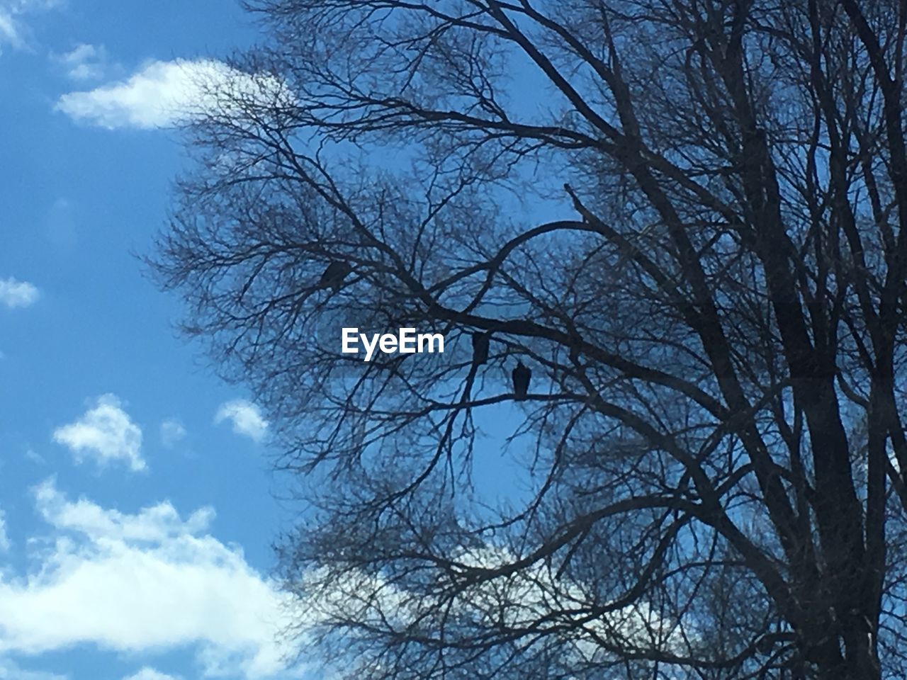 LOW ANGLE VIEW OF TREE AGAINST BLUE SKY