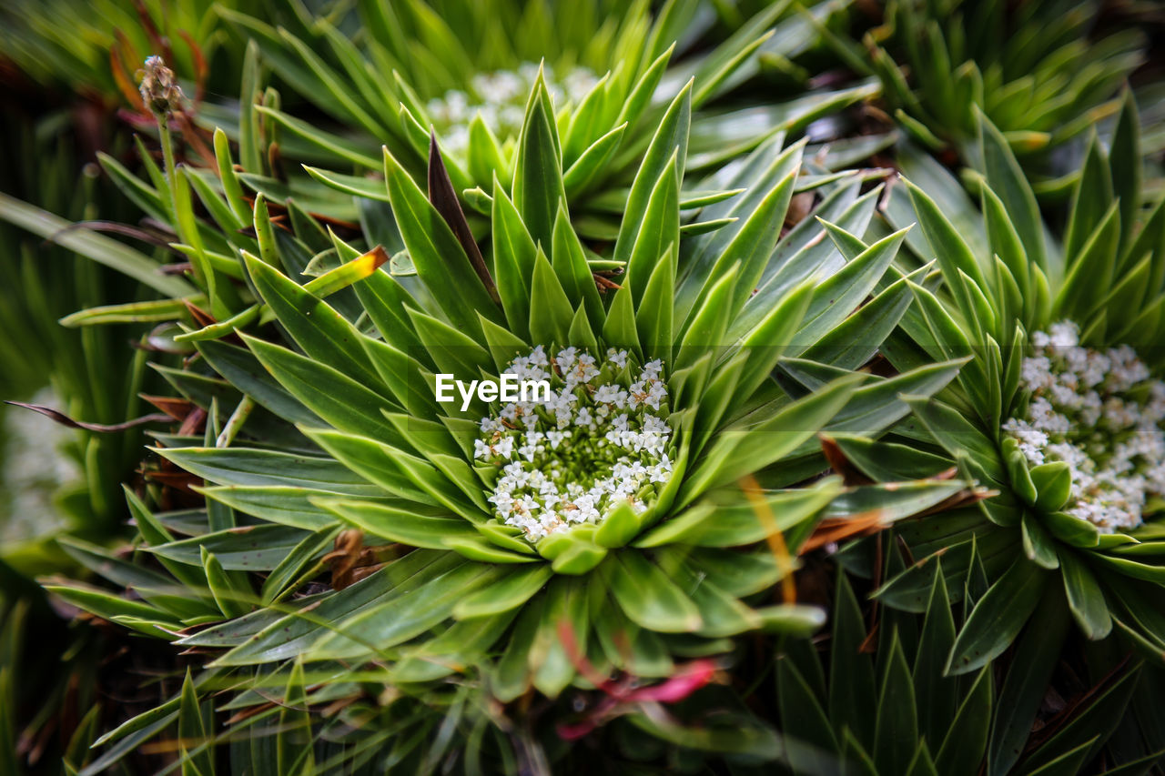 Close-up of plants