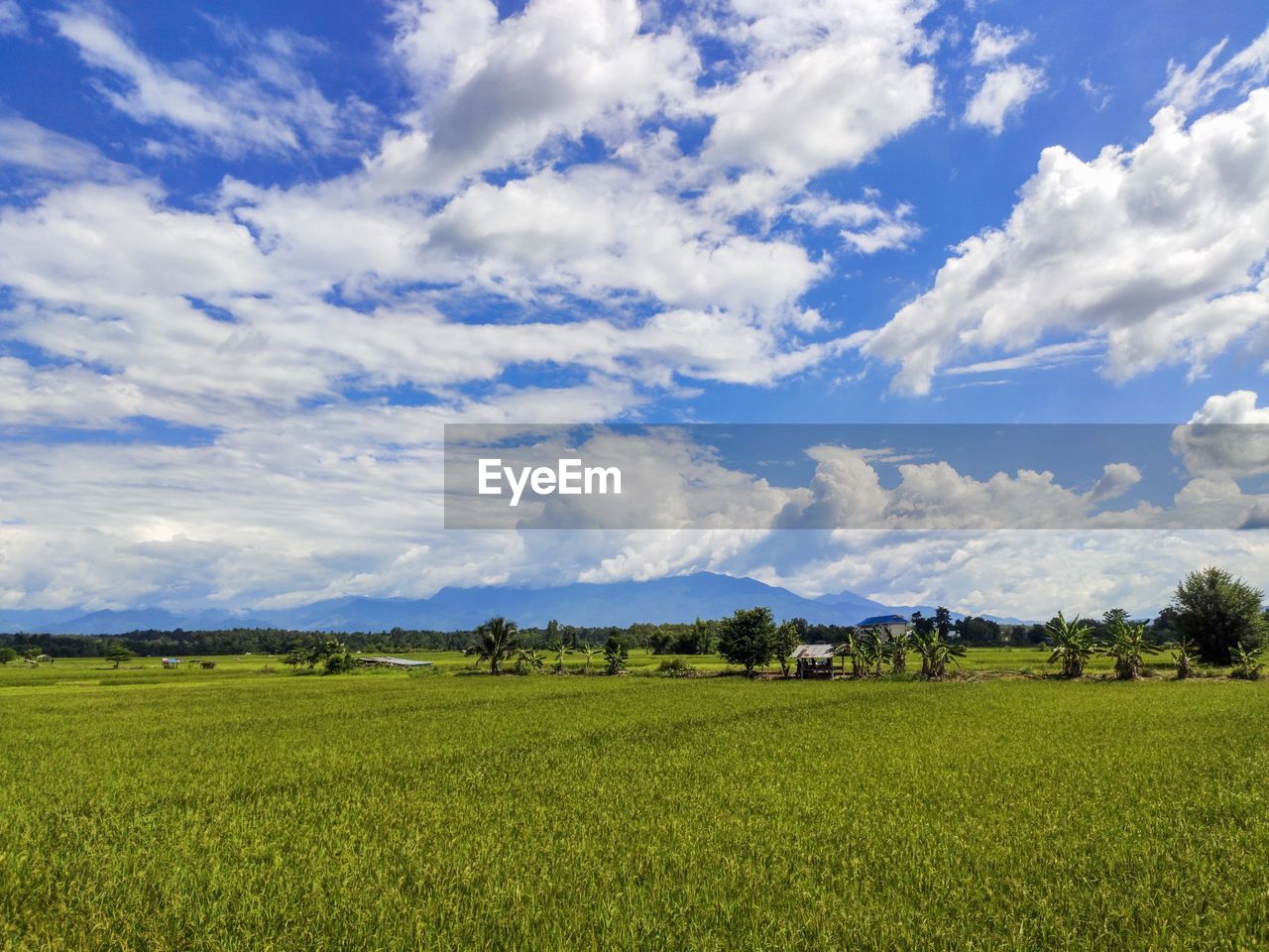 SCENIC VIEW OF FARM FIELD AGAINST SKY