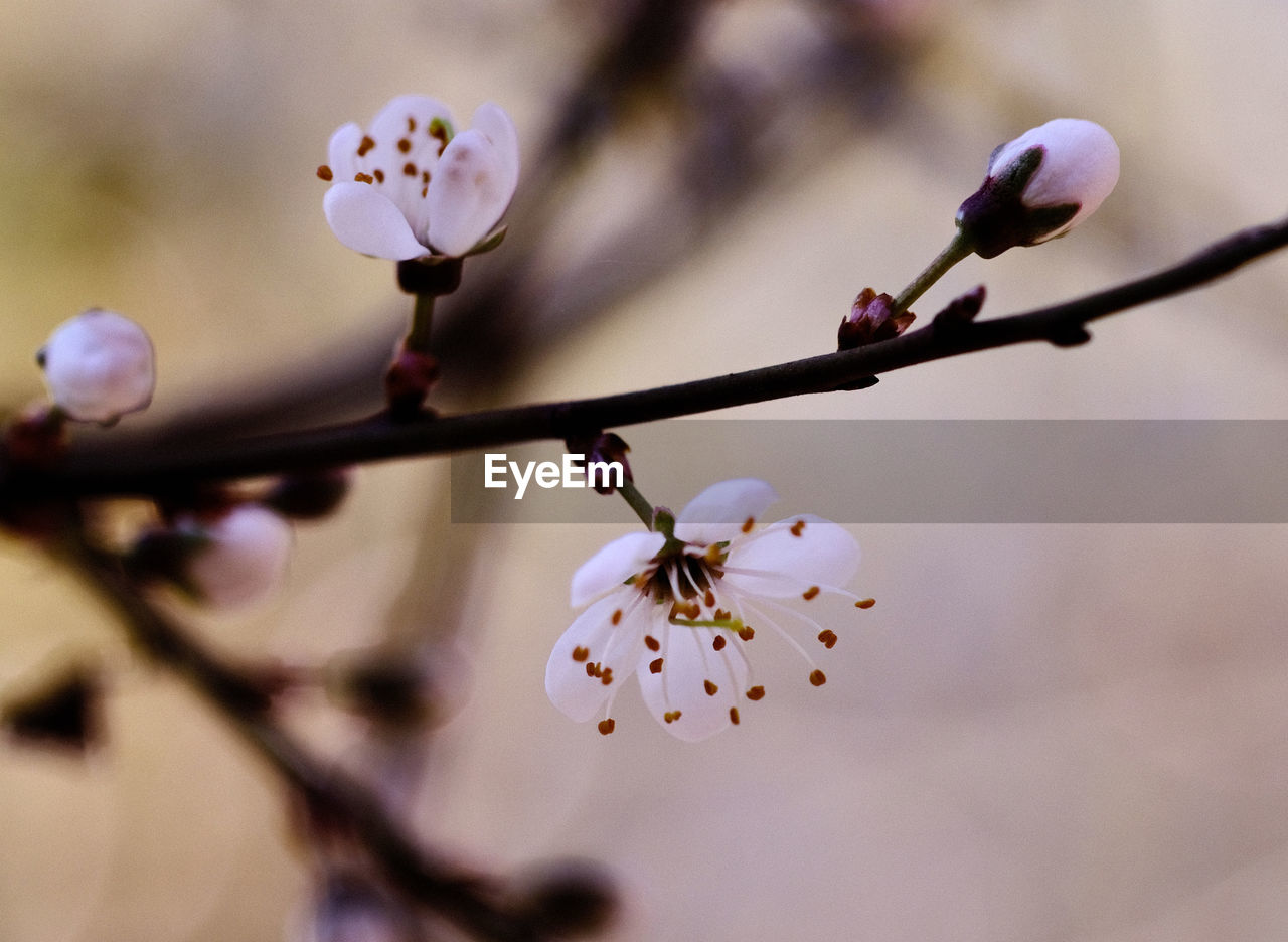 plant, flower, spring, flowering plant, fragility, blossom, close-up, freshness, springtime, beauty in nature, tree, branch, growth, macro photography, nature, focus on foreground, no people, twig, petal, produce, pink, flower head, inflorescence, outdoors, selective focus, plum blossom, cherry blossom, bud, day, food and drink, leaf, botany, fruit, pollen, food