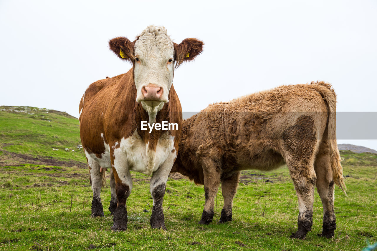 PORTRAIT OF ANIMAL ON FIELD