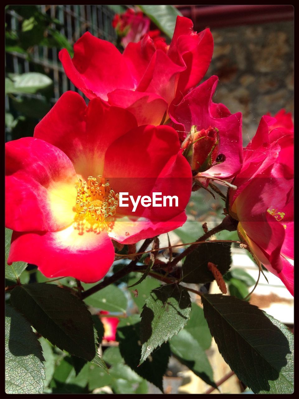 CLOSE-UP OF RED FLOWERS