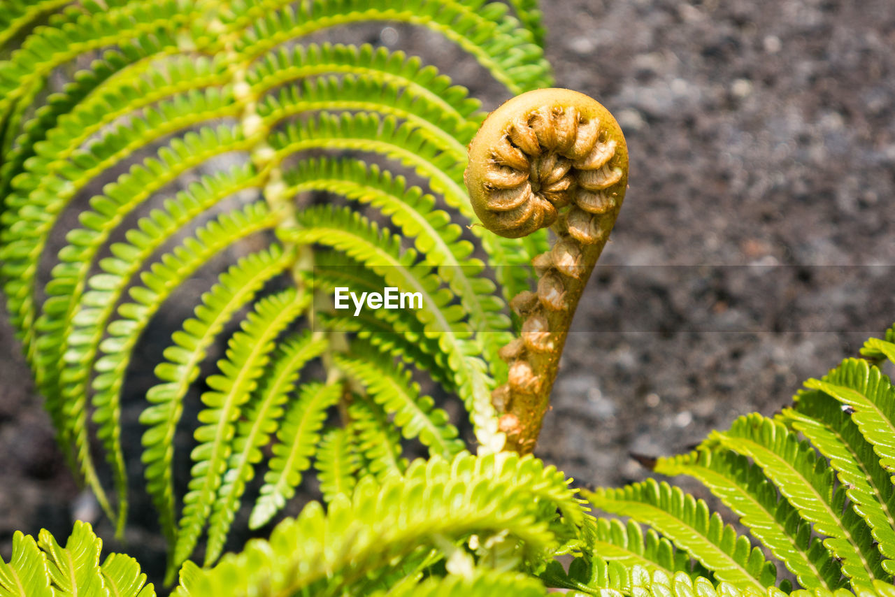 CLOSE-UP OF FERN