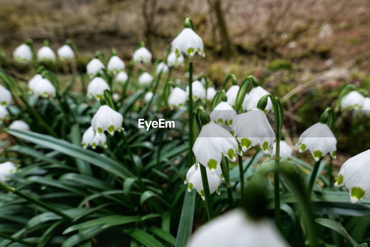 WHITE FLOWERING PLANT