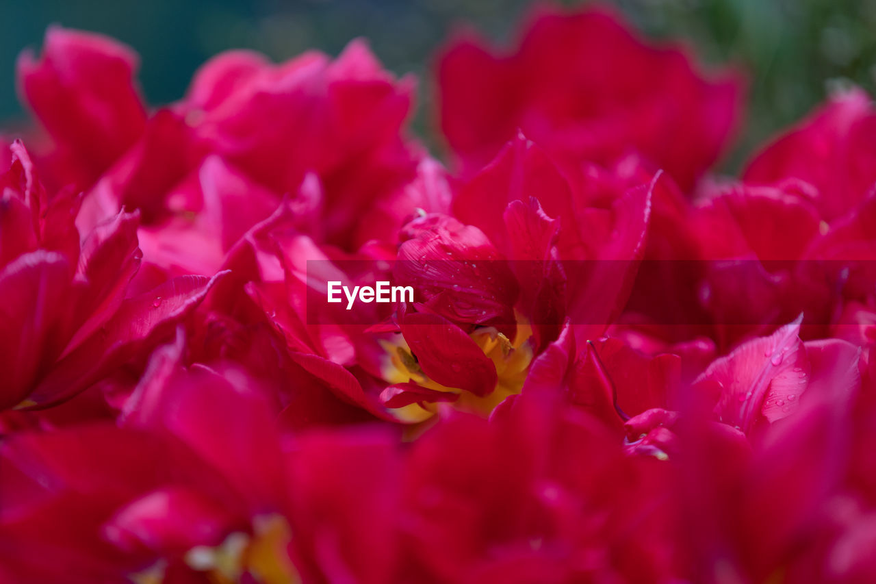 CLOSE-UP OF PINK ROSE FLOWER