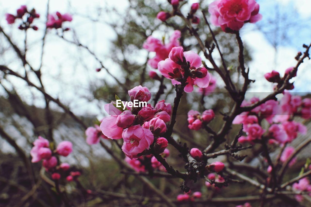 Close-up of pink cherry blossoms in spring