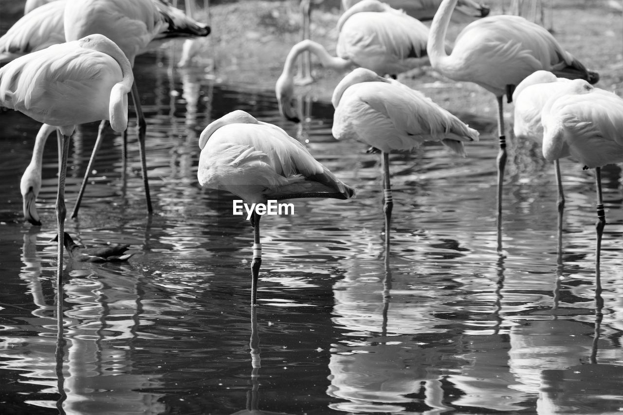 FLAMINGOS IN A LAKE