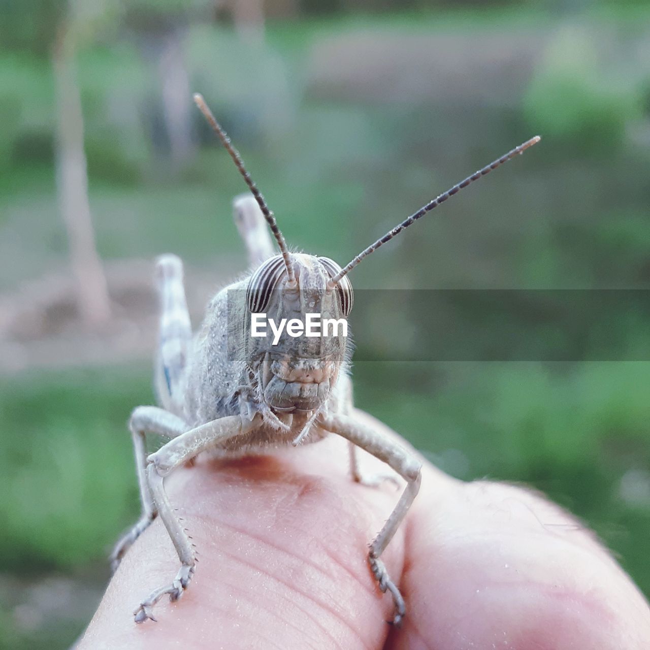 CLOSE-UP OF HAND HOLDING GRASSHOPPER