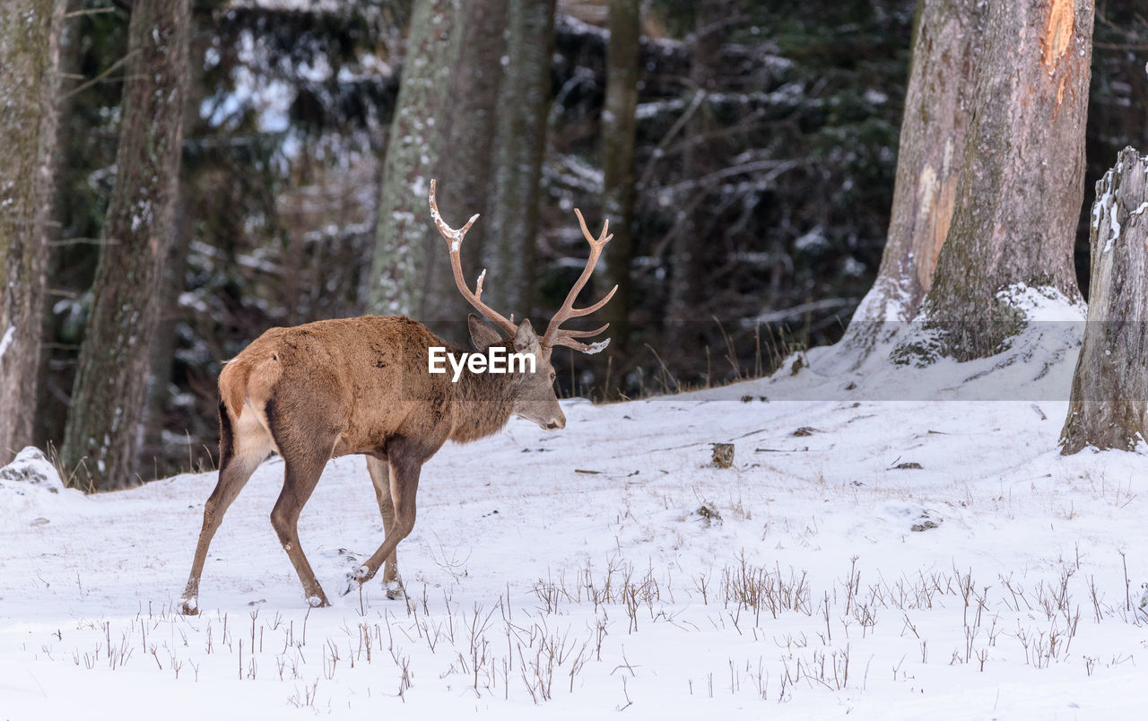animal, animal themes, animal wildlife, snow, deer, wildlife, mammal, winter, cold temperature, tree, one animal, nature, reindeer, forest, land, antler, plant, elk, no people, environment, beauty in nature, outdoors, side view, brown, domestic animals, woodland, tree trunk, trunk, landscape, herbivorous, moose, non-urban scene, day, scenics - nature