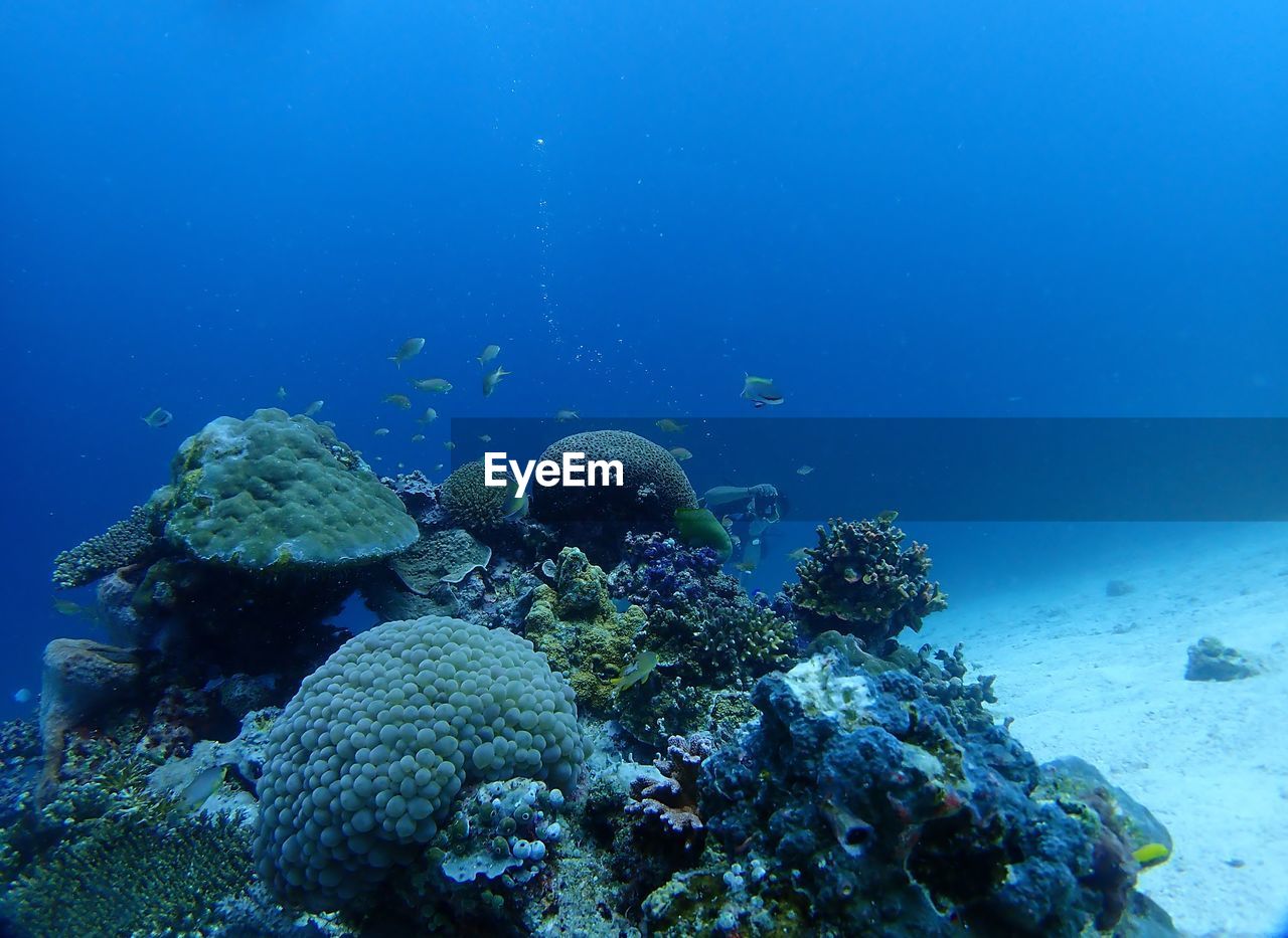 Diver taking a photo of oasis for fish