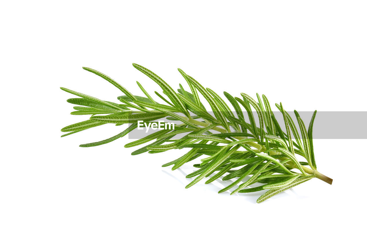 food and drink, herb, branch, white background, food, green, plant, cut out, studio shot, rosemary, grass, leaf, plant part, wellbeing, freshness, tree, twig, indoors, herbal medicine, nature, no people, medicine, healthy eating, ingredient, fines herbes, copy space, healthcare and medicine