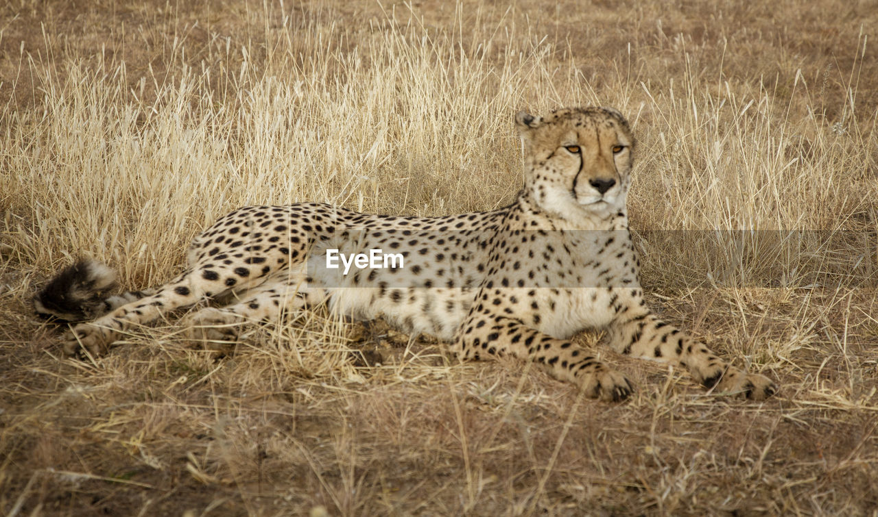 VIEW OF A CAT ON GRASS