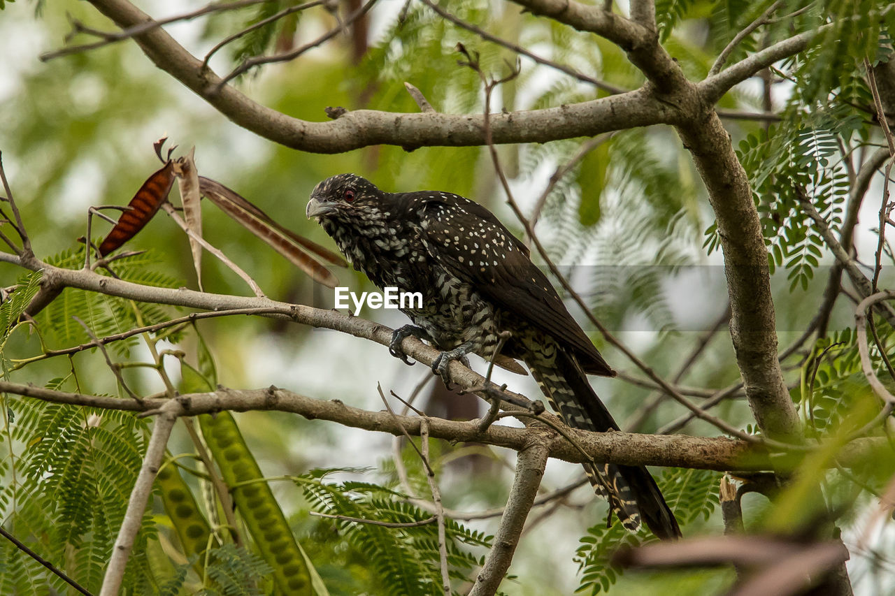 LOW ANGLE VIEW OF BIRDS PERCHING ON TREE