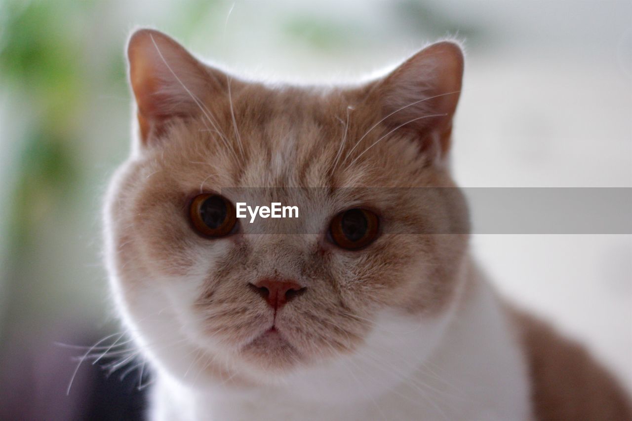 Close-up portrait of british shorthair cat