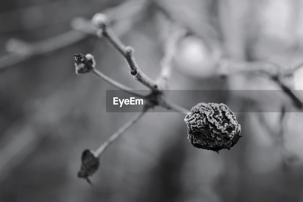 Close-up of fruit growing on tree