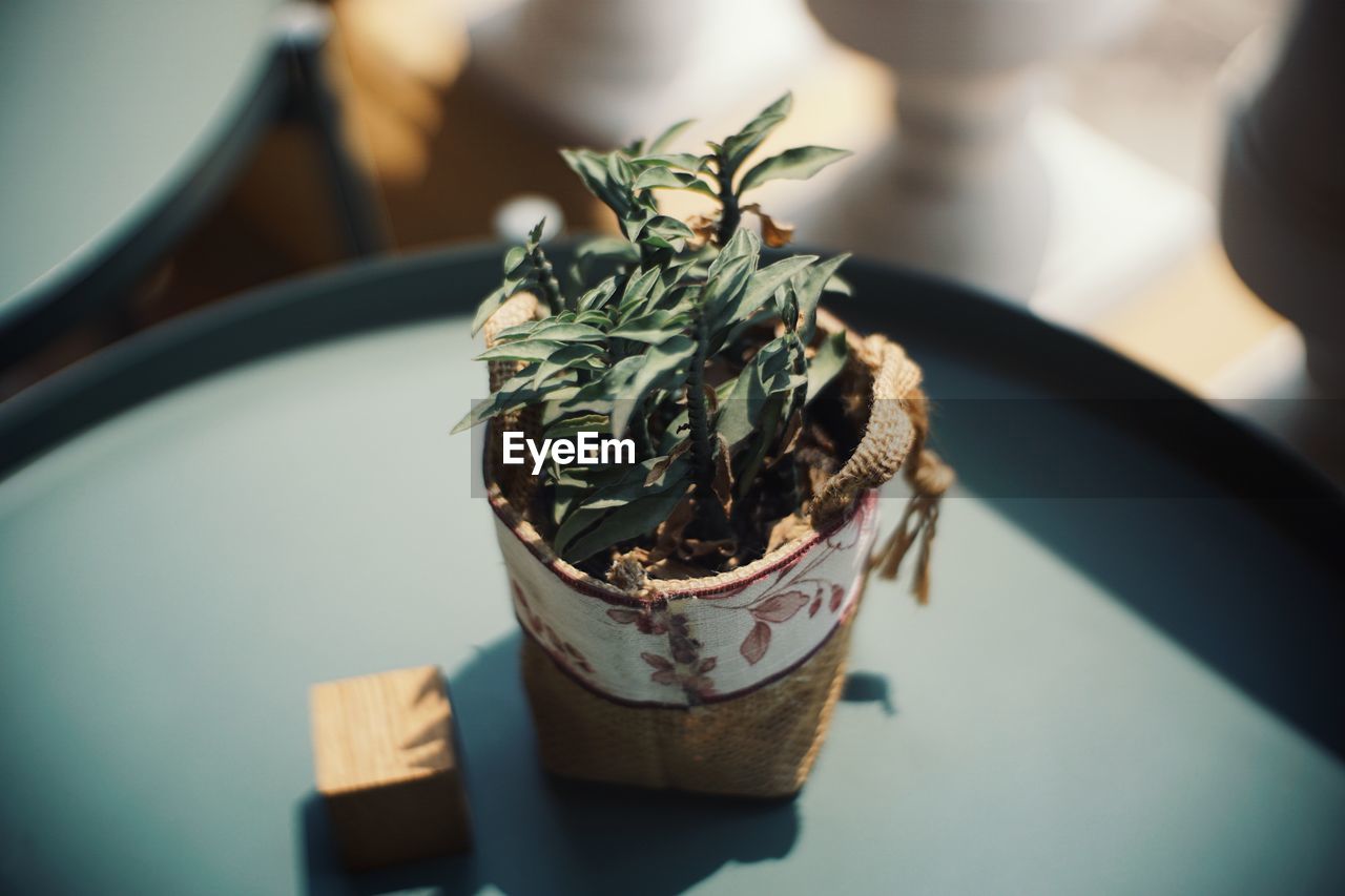 HIGH ANGLE VIEW OF POTTED PLANT IN POT