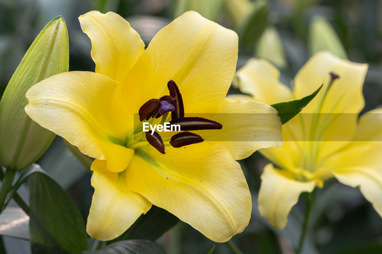 CLOSE-UP OF YELLOW DAFFODIL FLOWER