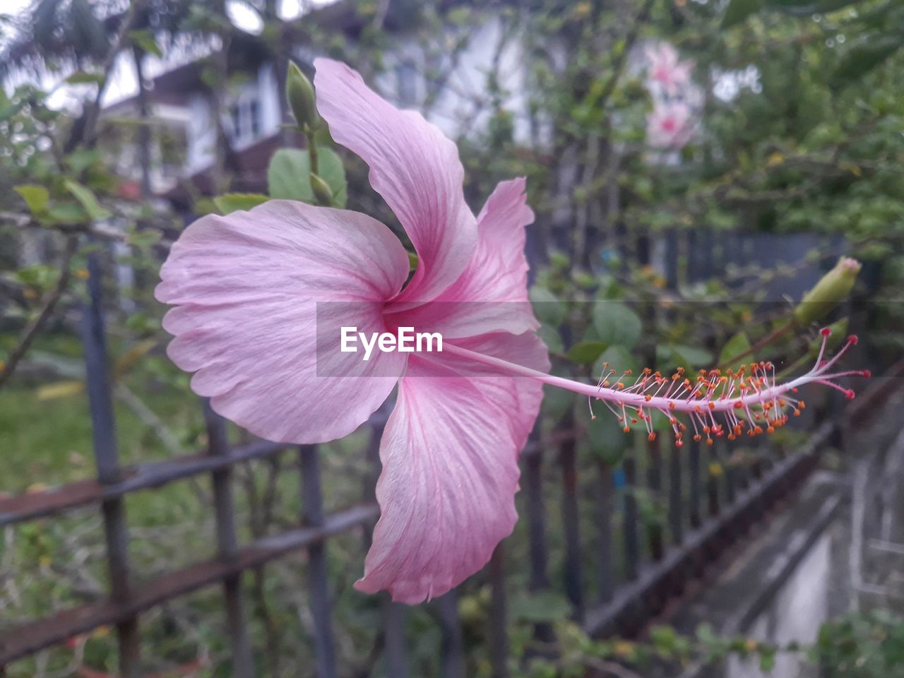 CLOSE-UP OF PINK HIBISCUS