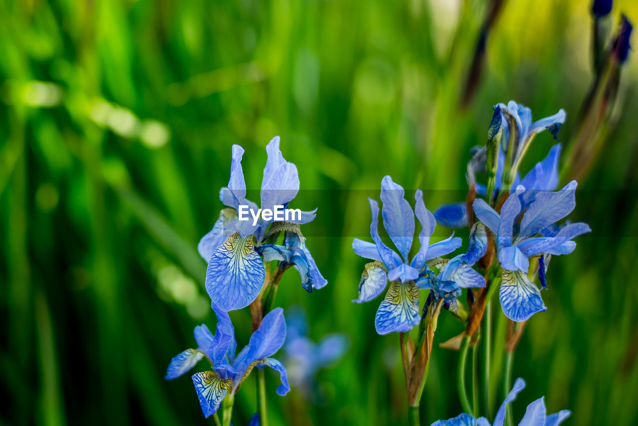 CLOSE-UP OF PURPLE IRIS FLOWERS BLOOMING OUTDOORS