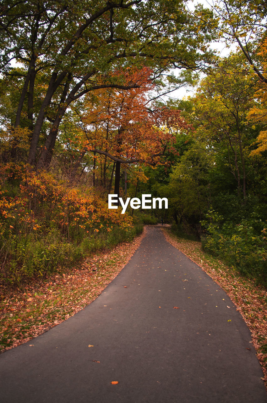 Road amidst trees during autumn