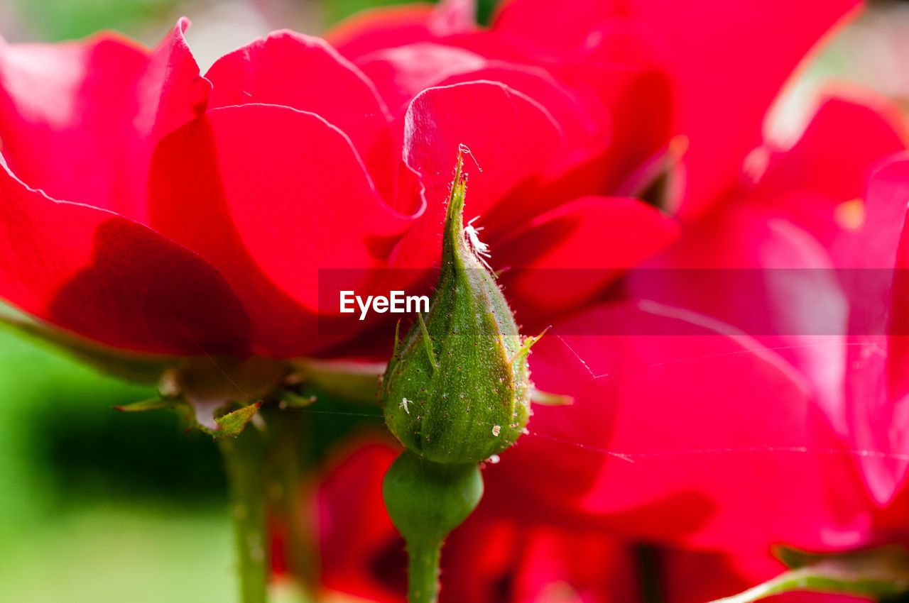 Close-up of red flowering poppy 