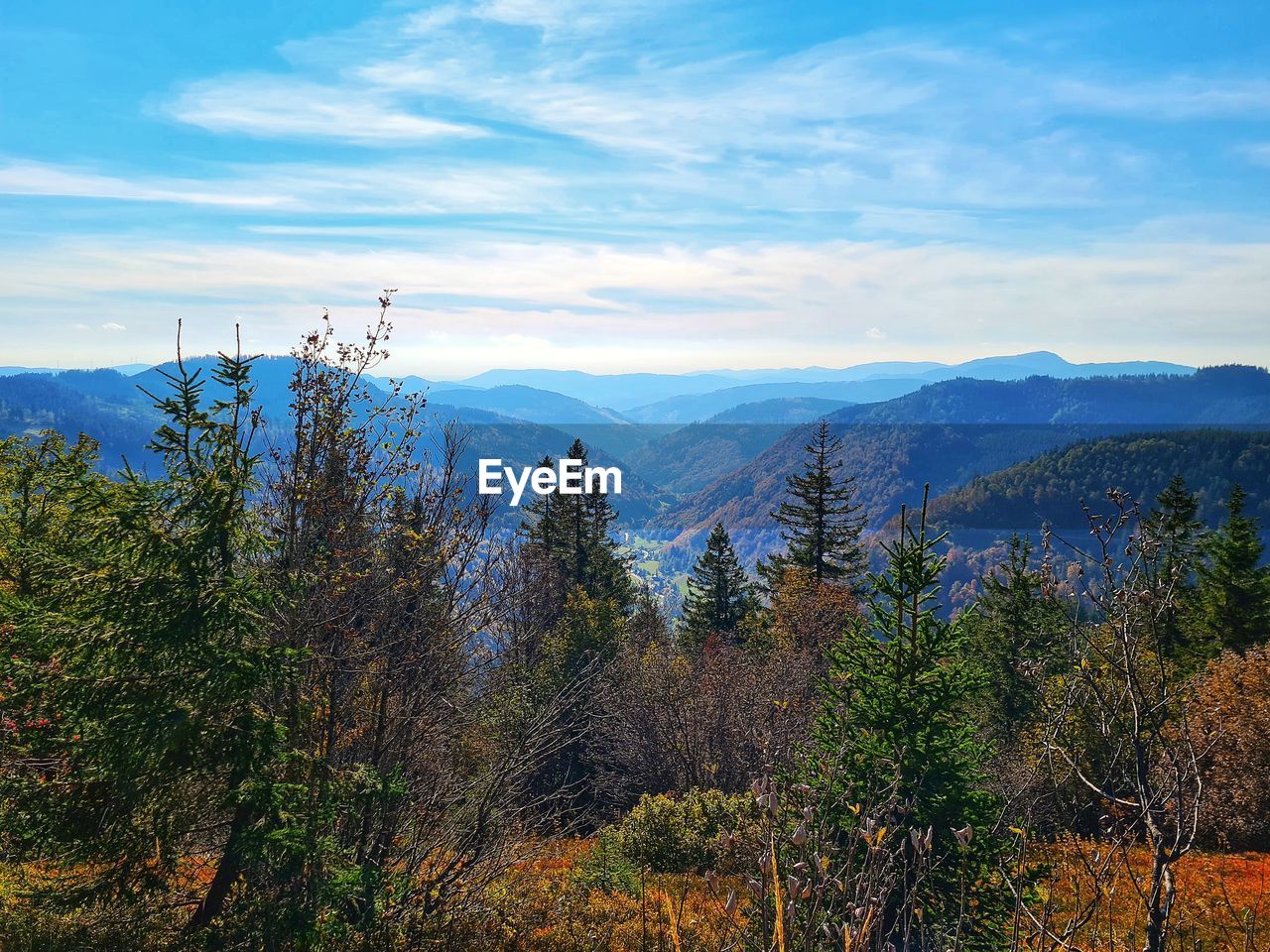 SCENIC VIEW OF TREES AGAINST SKY