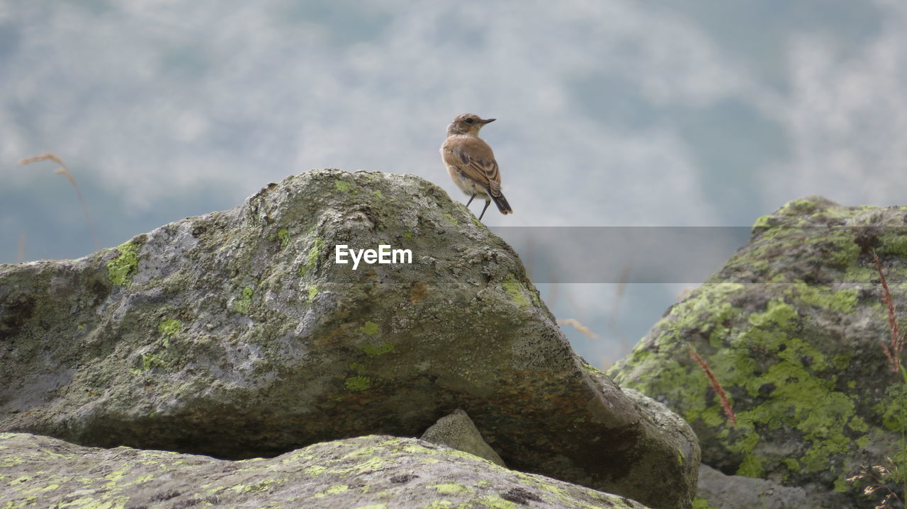 LOW ANGLE VIEW OF BIRD ON ROCK