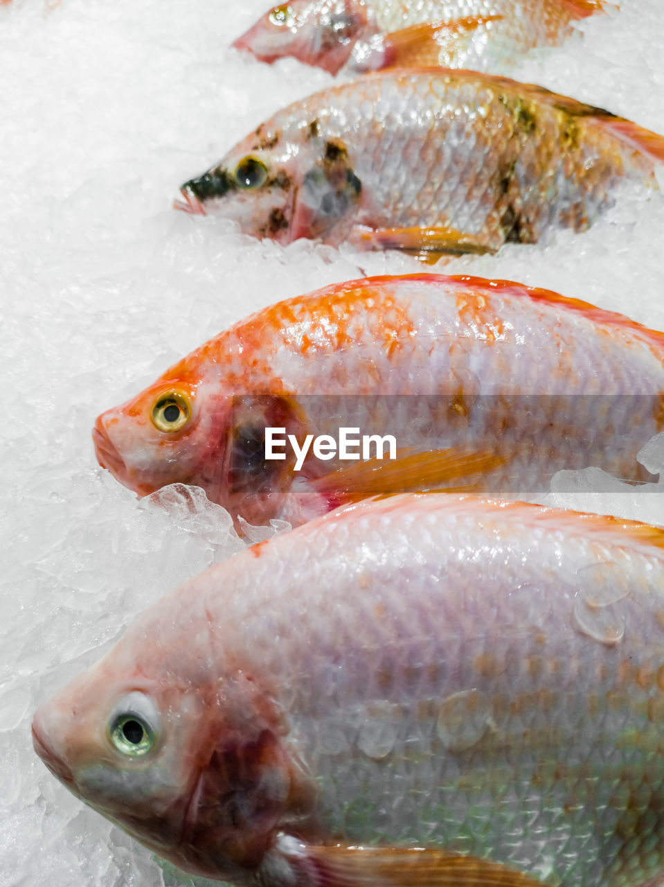 CLOSE-UP OF FISH FOR SALE IN SNOW