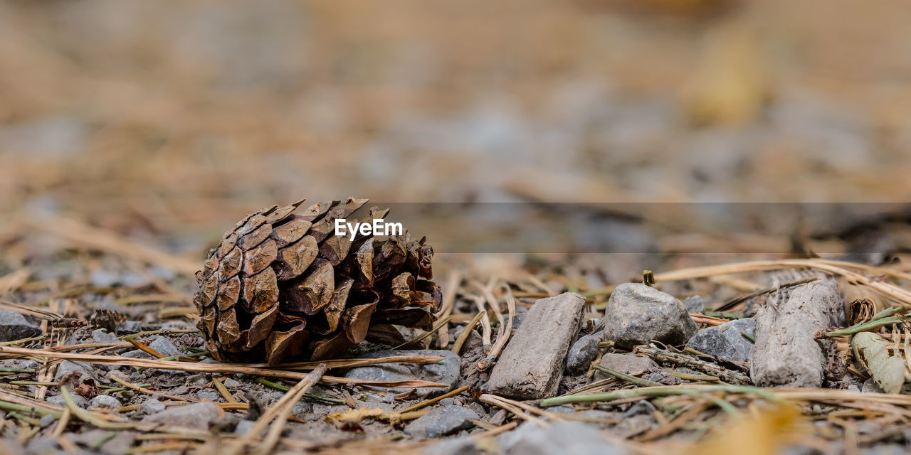 Fir cone on forest soil close-up focus stacking