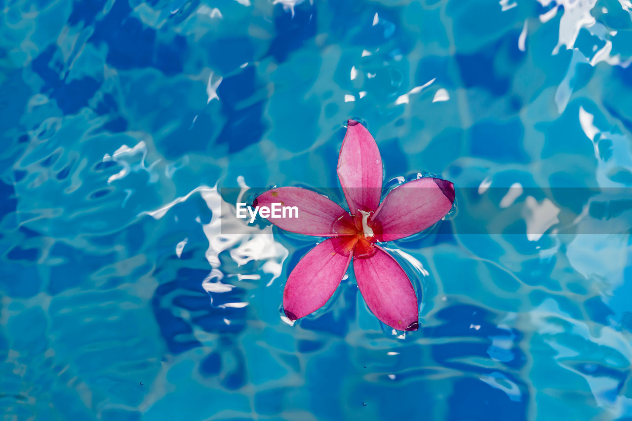 Close-up of pink lotus water lily in swimming pool