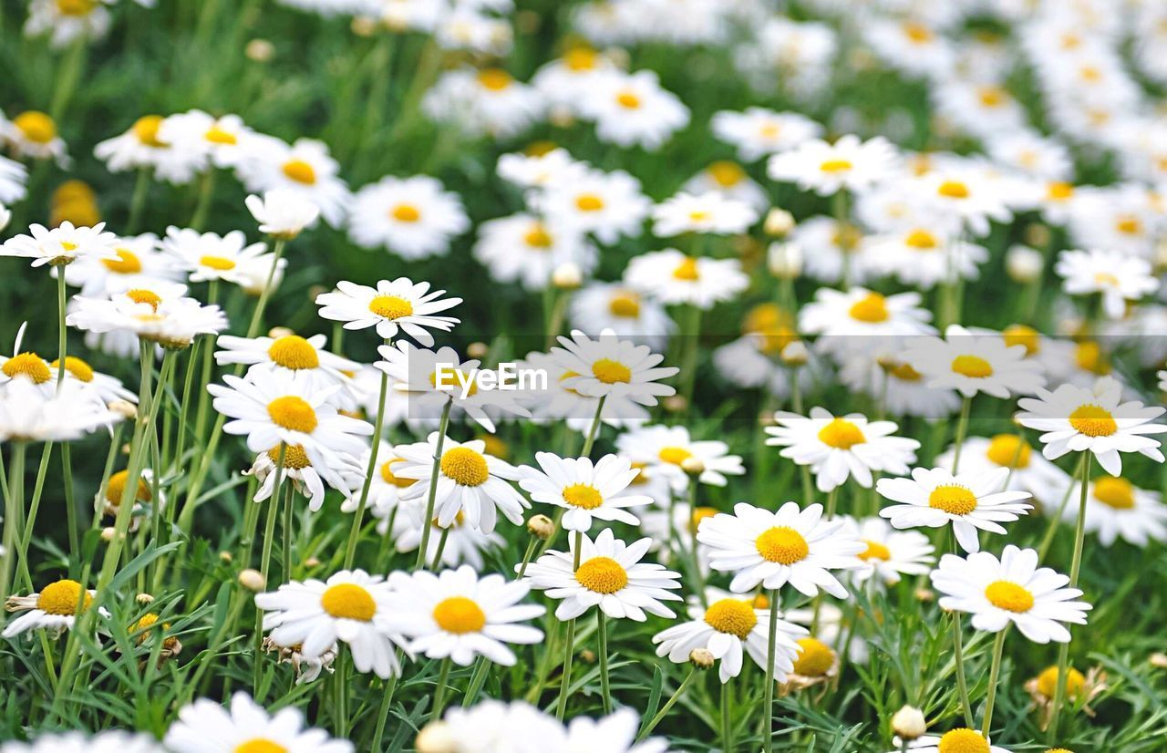 Daises blooming on field