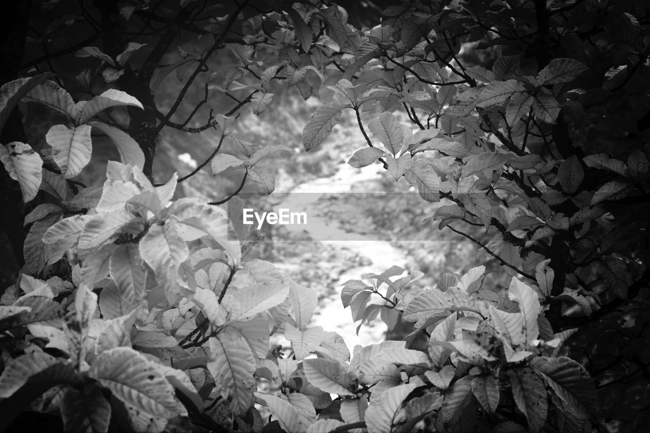 High angle view of river seen through tree