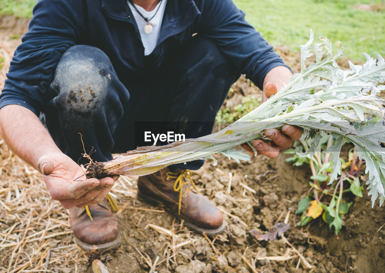 MIDSECTION OF MAN HOLDING PLANTS ON LAND