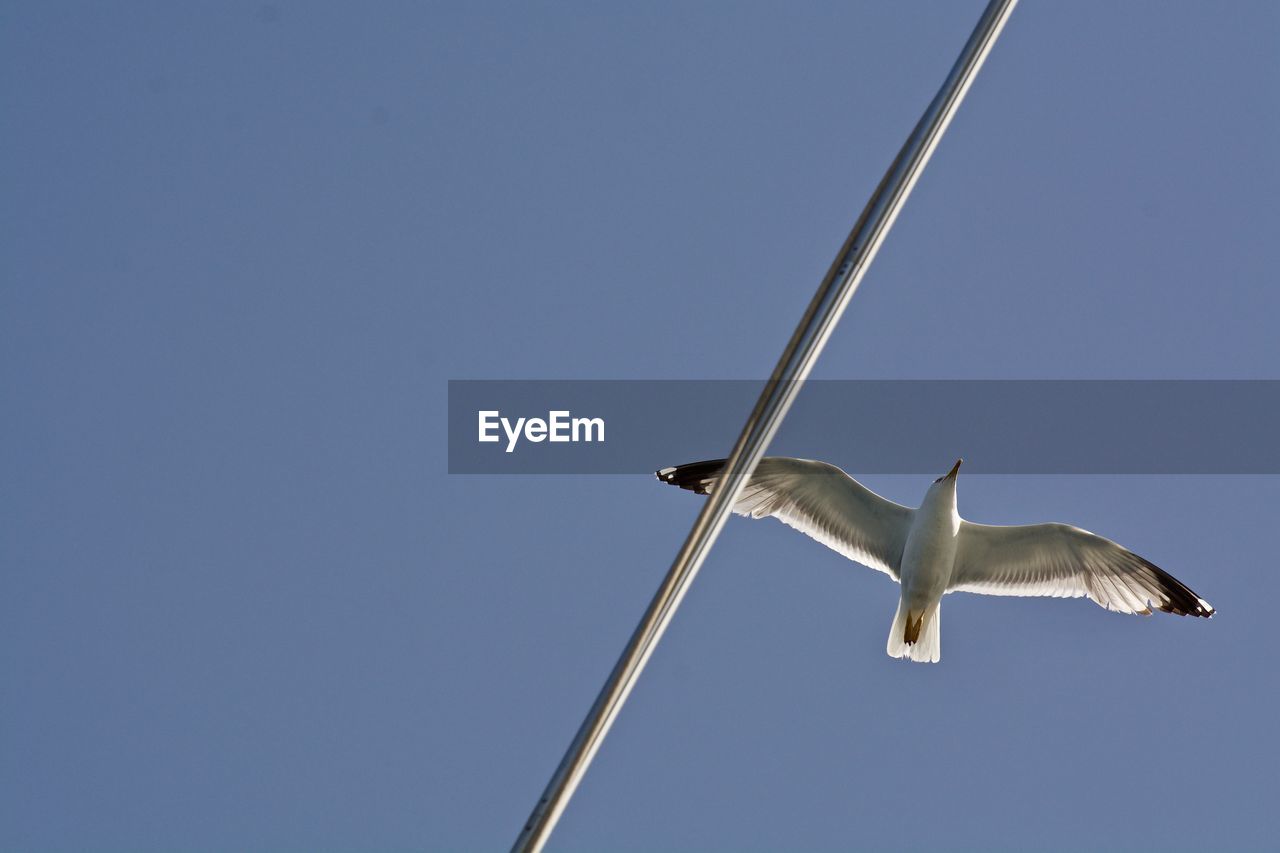 Low angle view of bird flying over pole against clear blue sky