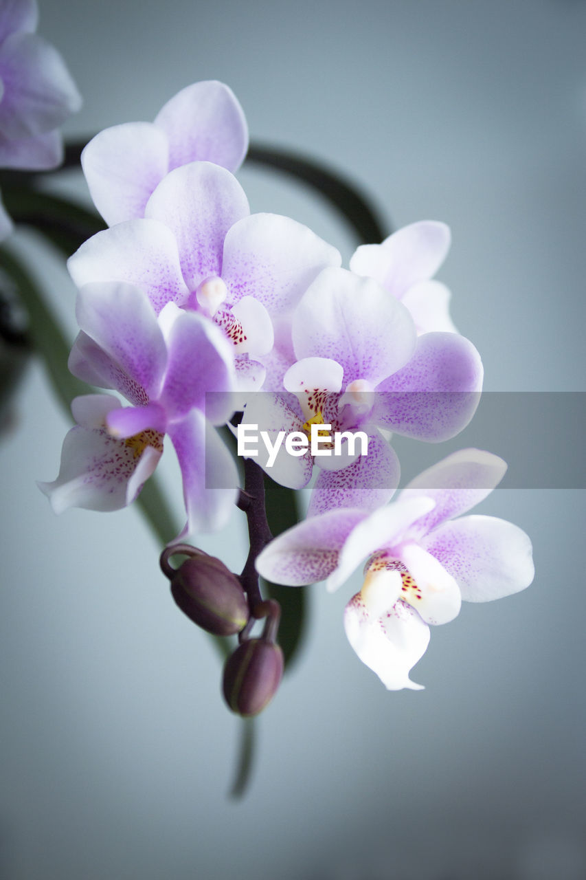 flower, flowering plant, plant, freshness, beauty in nature, fragility, petal, orchid, macro photography, close-up, pink, nature, inflorescence, flower head, blossom, growth, purple, lilac, no people, springtime, studio shot, indoors, tree, pollen, focus on foreground, branch, selective focus, botany, softness