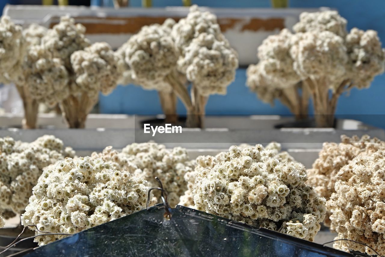 CLOSE-UP OF WHITE FLOWERS