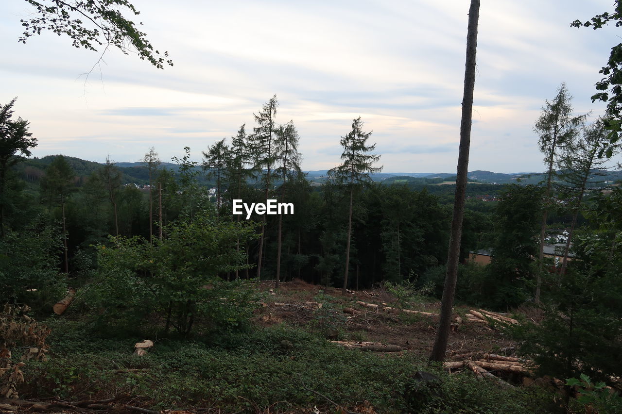 SCENIC VIEW OF FOREST AGAINST SKY