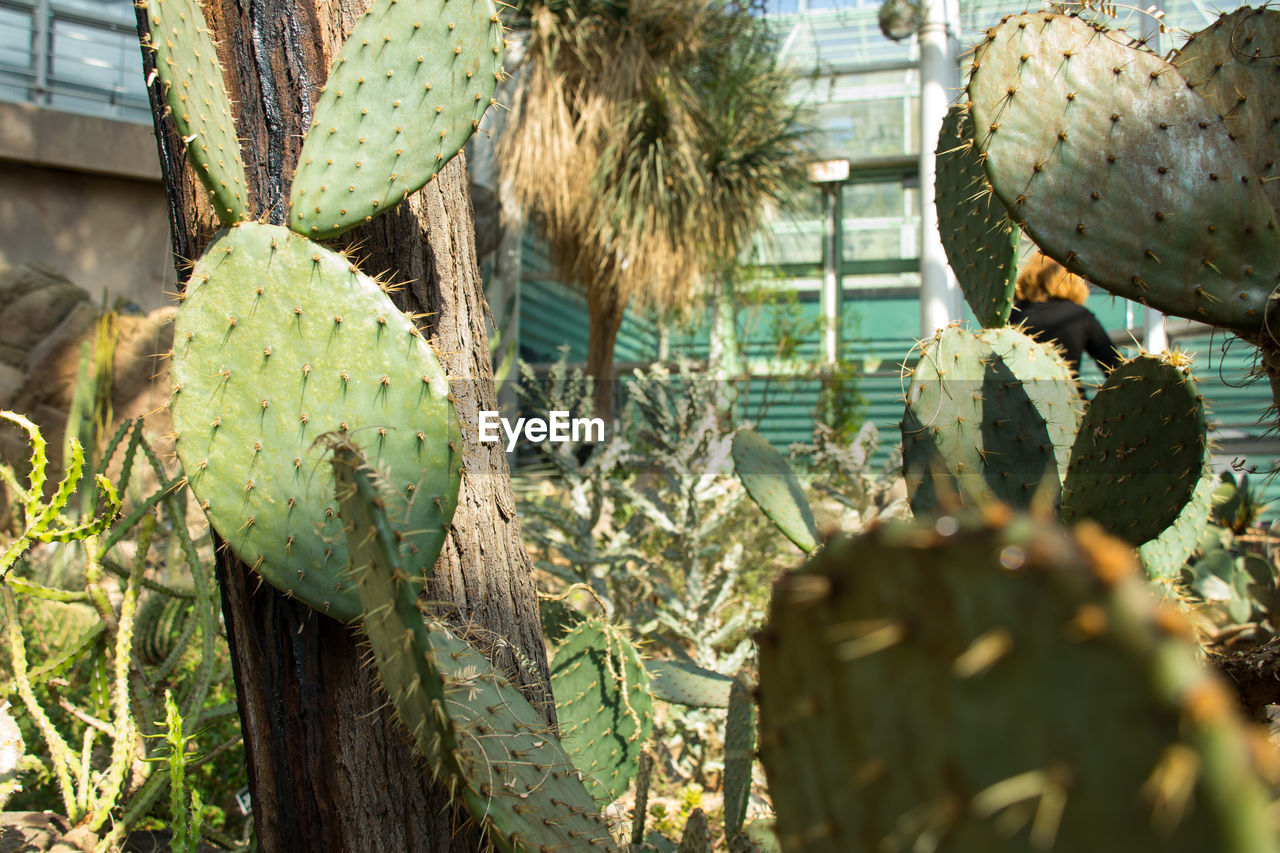 Cactus growing in garden