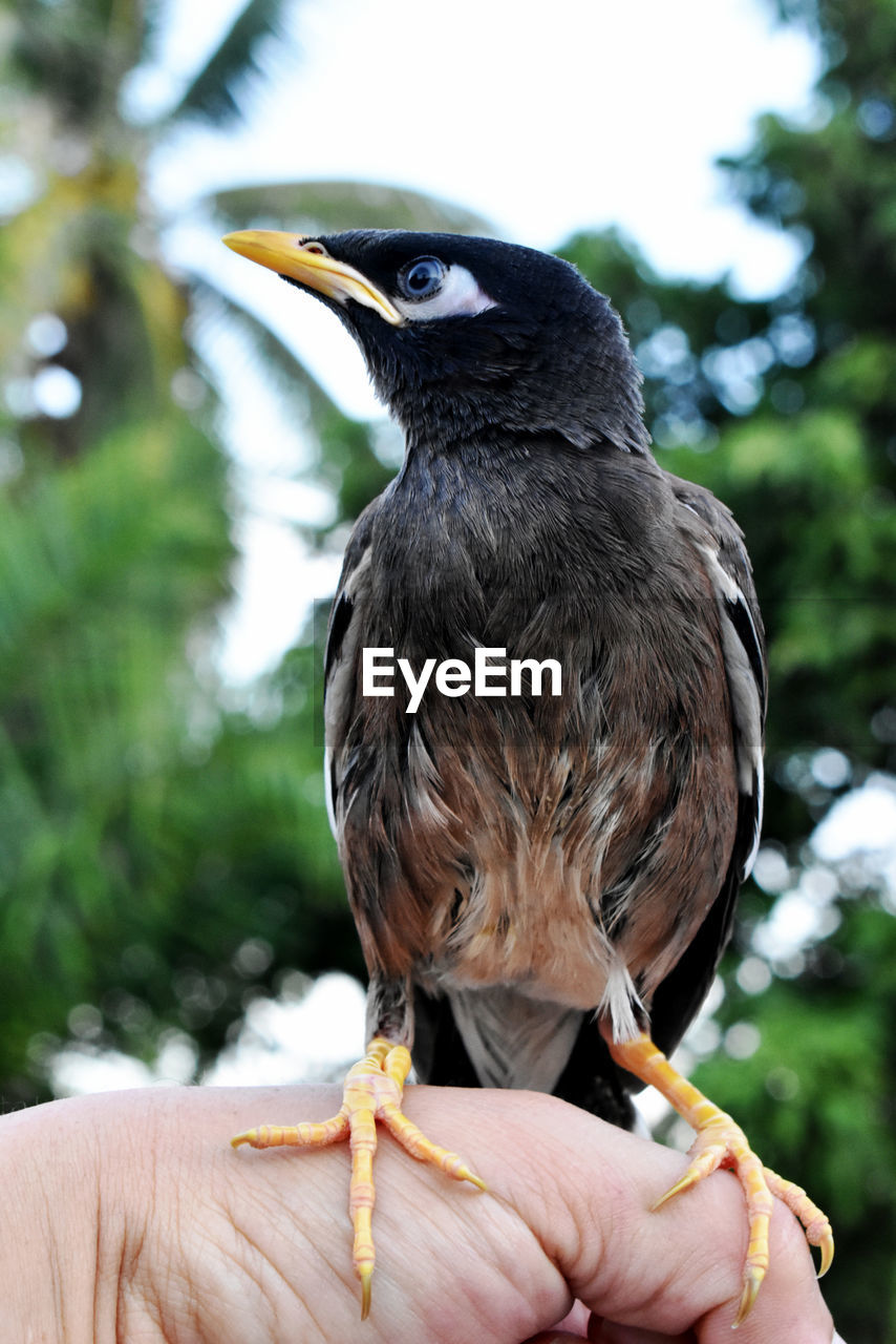 Brown-black-white myna bird and gentle hand on a blurred background