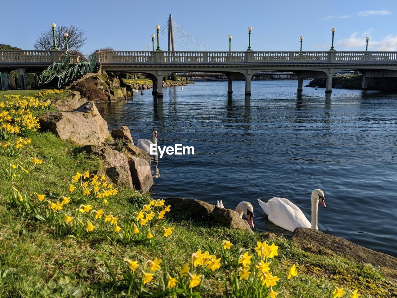 VIEW OF BIRDS ON BRIDGE OVER RIVER