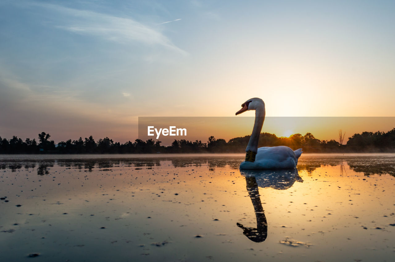 VIEW OF BIRDS ON LAKE DURING SUNSET