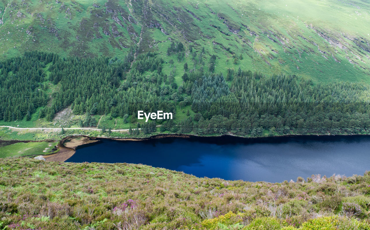 Scenic view of lake in forest