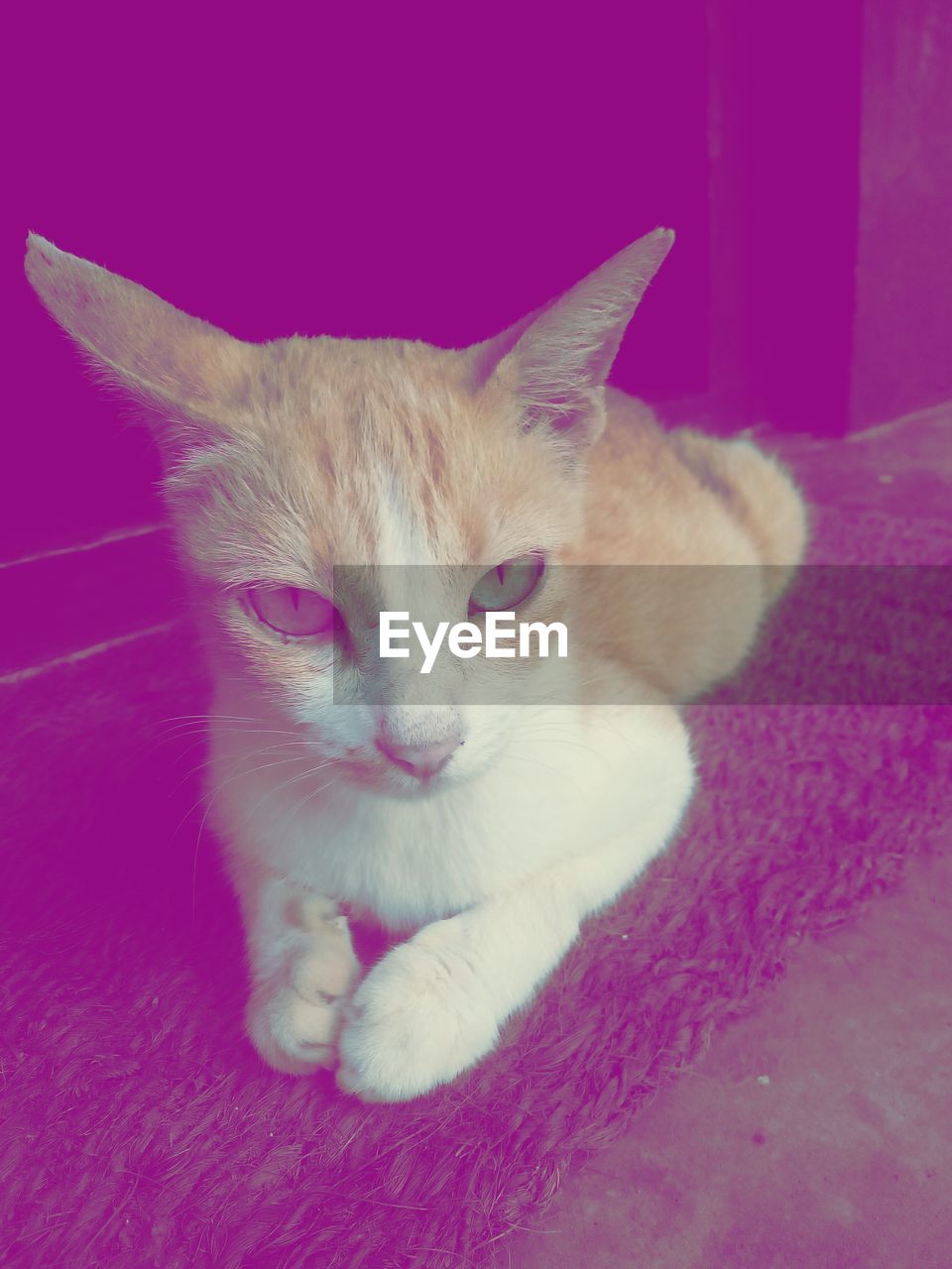 CLOSE-UP OF CAT RESTING ON FLOOR