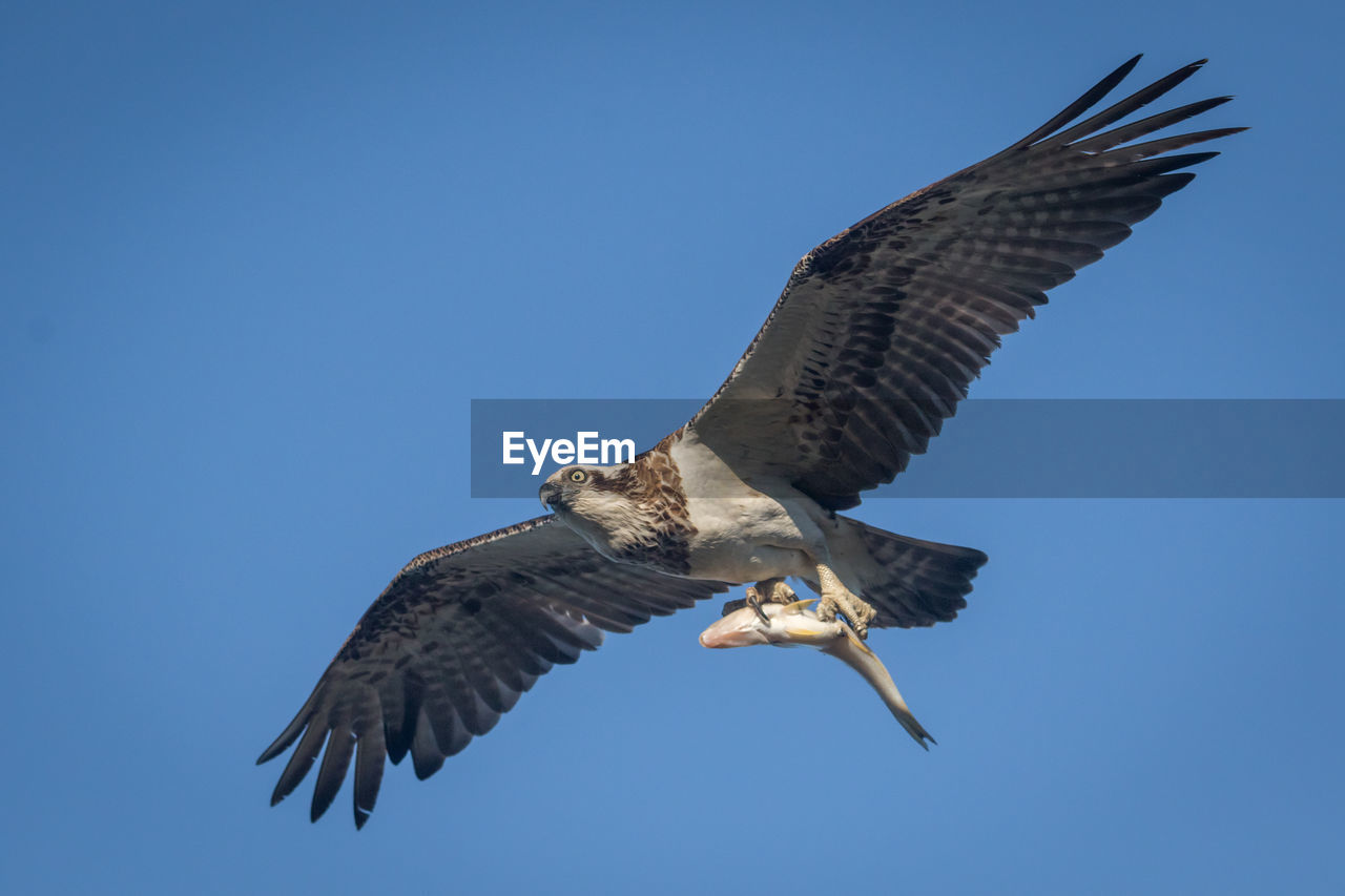 Low angle view of eagle carrying fish in clear blue sky