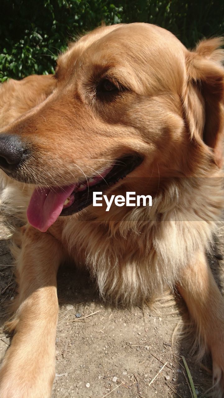 CLOSE-UP OF BROWN DOG